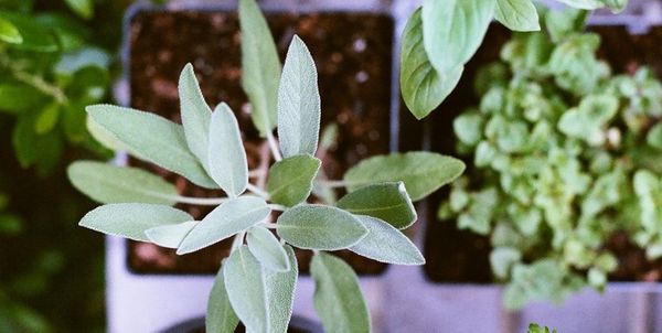 4 Herbs To Grow At Home This Spring